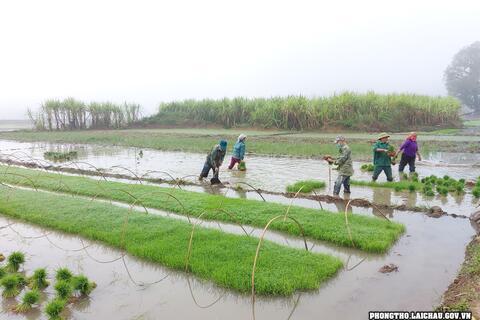 Xã Khổng Lào đẩy nhanh tiến độ gieo cấy lúa Đông Xuân năm 2022