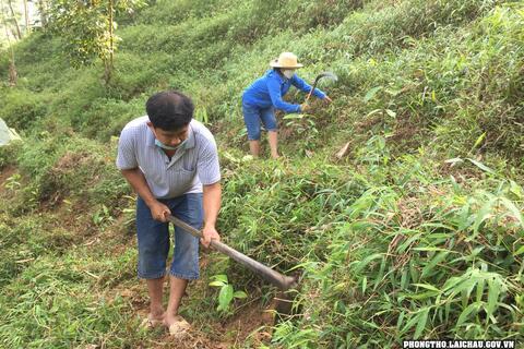 Khổng Lào tích cực chăm sóc cây quế