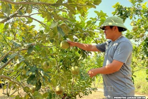 Phong Thổ: Phát triển cây ăn quả