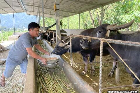 Phong Thổ phát triển chăn nuôi đại gia súc