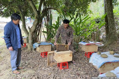 Phong Thổ triển vọng từ mô hình nuôi ong lấy mật