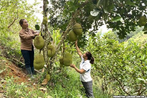 Khổng Lào phát huy tiềm năng trồng cây ăn quả