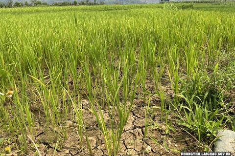 Thị trấn Phong Thổ Nhiều diện tích ngô, lúa bị ảnh hưởng do hạn hán kéo dài