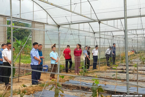 Thị trấn Phong Thổ chú trọng phát triển diện tích cây ăn quả