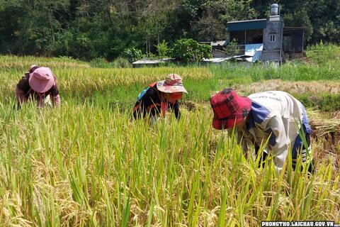 Hoang Thèn đẩy nhanh tiến độ thu hoạch lúa Vụ Đông xuân năm 2023