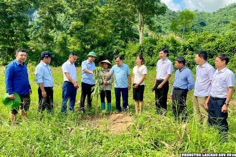 Hỗ trợ mô hình cây ăn quả cho nông dân huyện Phong Thổ