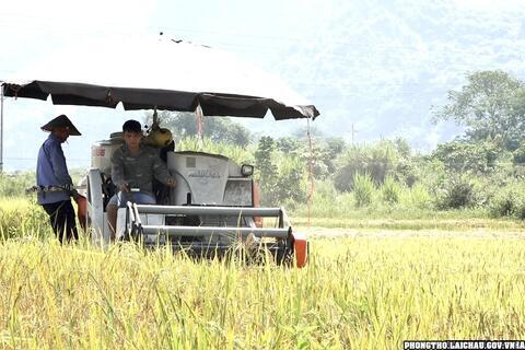 Nông dân xã Khổng Lào được mùa lúa Đông xuân