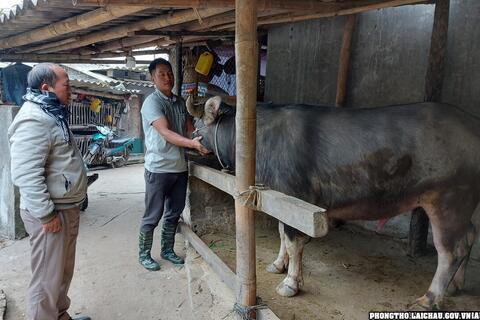 Xã Dào San đẩy mạnh phát triển đàn gia súc vững bền